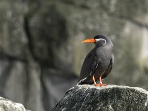 Preview wallpaper inca tern, bird, rock, wildlife