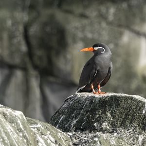 Preview wallpaper inca tern, bird, rock, wildlife