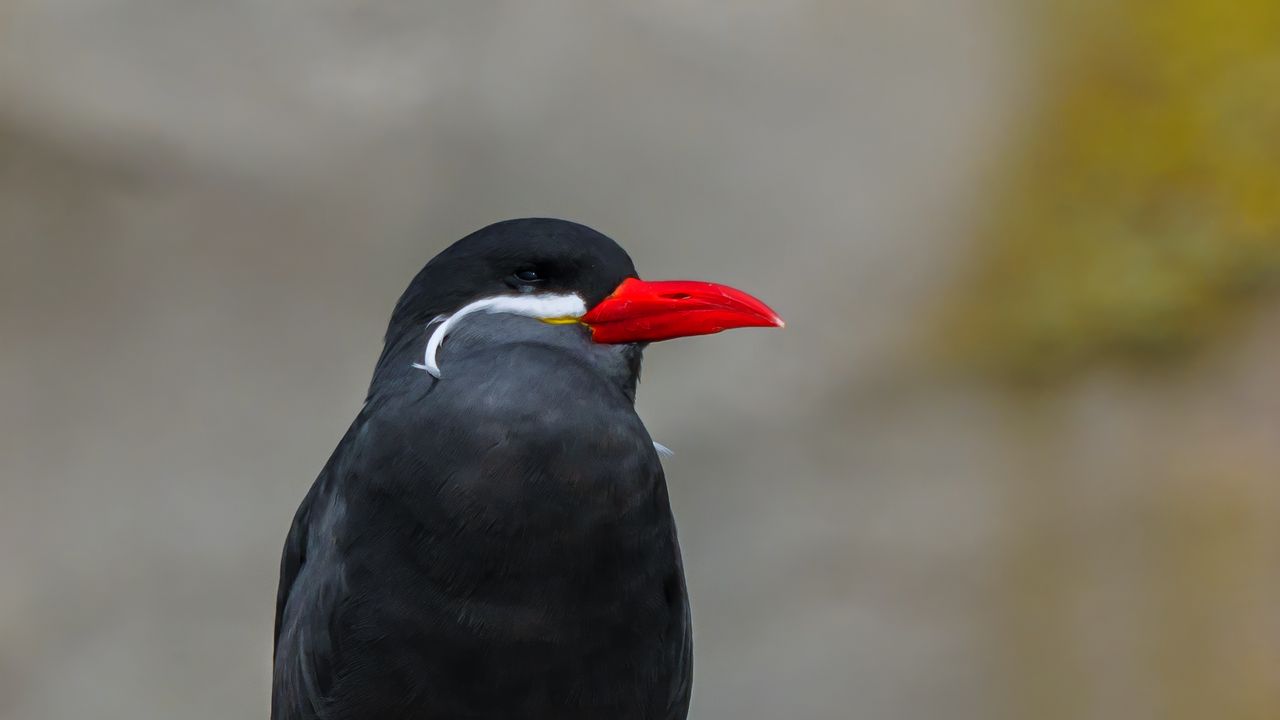 Wallpaper inca tern, bird, wildlife, stone