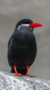 Preview wallpaper inca tern, bird, wildlife, stone