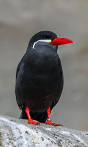 Preview wallpaper inca tern, bird, wildlife, stone