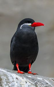 Preview wallpaper inca tern, bird, wildlife, stone