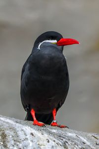 Preview wallpaper inca tern, bird, wildlife, stone