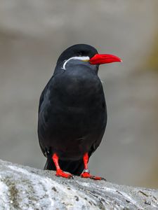 Preview wallpaper inca tern, bird, wildlife, stone