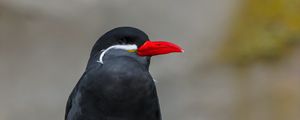 Preview wallpaper inca tern, bird, wildlife, stone