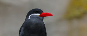 Preview wallpaper inca tern, bird, wildlife, stone