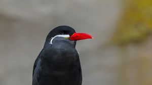 Preview wallpaper inca tern, bird, wildlife, stone