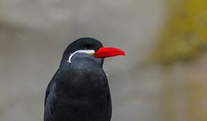 Preview wallpaper inca tern, bird, wildlife, stone