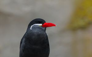 Preview wallpaper inca tern, bird, wildlife, stone