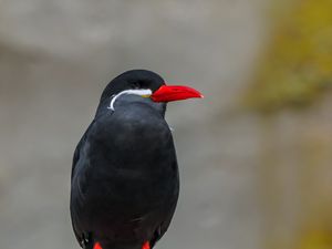 Preview wallpaper inca tern, bird, wildlife, stone