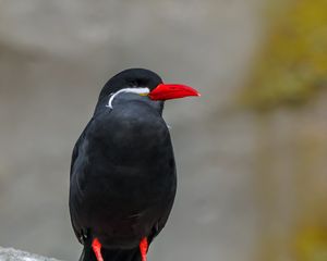 Preview wallpaper inca tern, bird, wildlife, stone