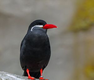 Preview wallpaper inca tern, bird, wildlife, stone