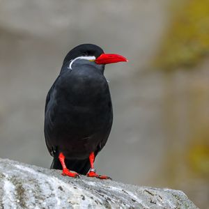 Preview wallpaper inca tern, bird, wildlife, stone