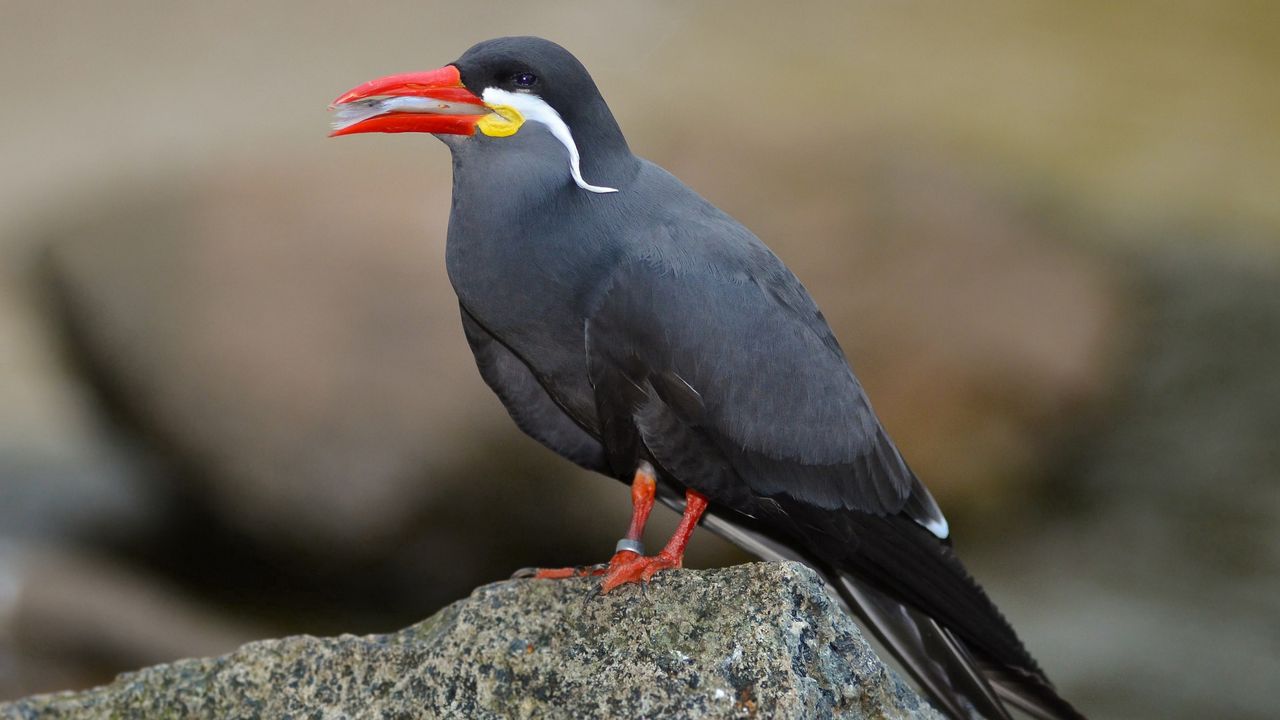 Wallpaper inca tern, mustache, bird