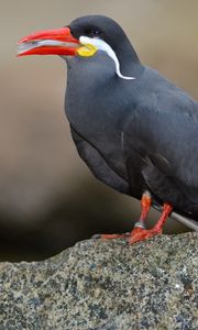 Preview wallpaper inca tern, mustache, bird