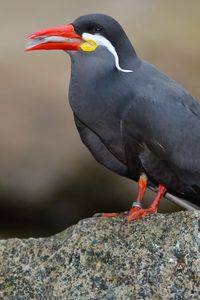 Preview wallpaper inca tern, mustache, bird