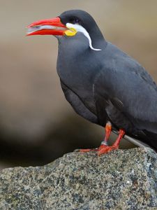 Preview wallpaper inca tern, mustache, bird