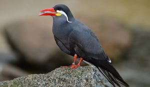 Preview wallpaper inca tern, mustache, bird