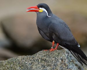 Preview wallpaper inca tern, mustache, bird