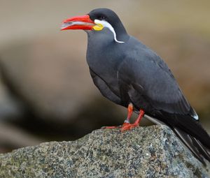 Preview wallpaper inca tern, mustache, bird