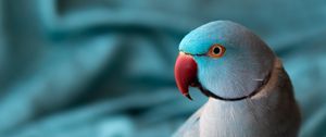 Preview wallpaper indian parrot, parrot, birds, feathers, bright