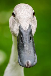 Preview wallpaper indian runner duck, duck, beak