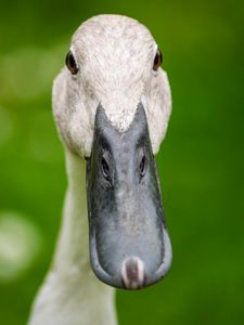 Preview wallpaper indian runner duck, duck, beak