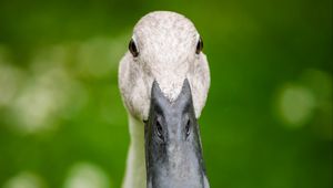 Preview wallpaper indian runner duck, duck, beak