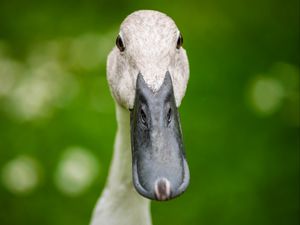 Preview wallpaper indian runner duck, duck, beak