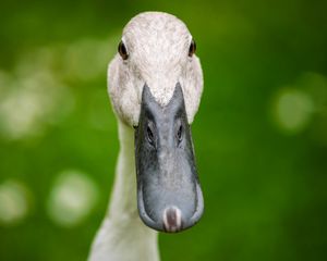 Preview wallpaper indian runner duck, duck, beak