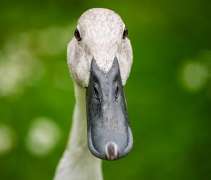 Preview wallpaper indian runner duck, duck, beak