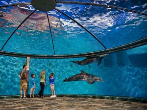 Preview wallpaper indianapolis zoo, indianapolis, dolphins