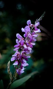 Preview wallpaper indigofera, flowers, inflorescence, blur