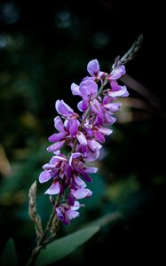 Preview wallpaper indigofera, flowers, inflorescence, blur