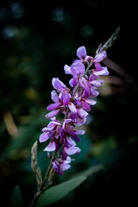 Preview wallpaper indigofera, flowers, inflorescence, blur