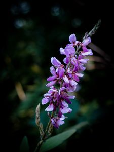 Preview wallpaper indigofera, flowers, inflorescence, blur