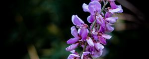 Preview wallpaper indigofera, flowers, inflorescence, blur