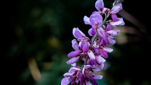 Preview wallpaper indigofera, flowers, inflorescence, blur