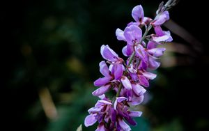 Preview wallpaper indigofera, flowers, inflorescence, blur