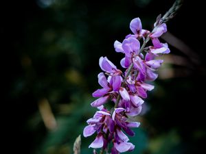 Preview wallpaper indigofera, flowers, inflorescence, blur