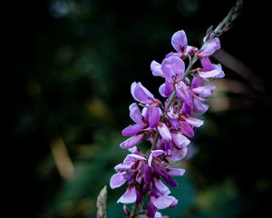 Preview wallpaper indigofera, flowers, inflorescence, blur