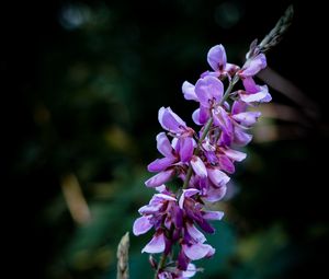 Preview wallpaper indigofera, flowers, inflorescence, blur