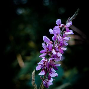 Preview wallpaper indigofera, flowers, inflorescence, blur