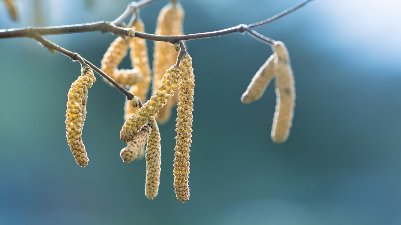 Wallpaper inflorescence, branch, macro, spring