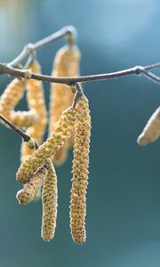 Preview wallpaper inflorescence, branch, macro, spring