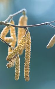 Preview wallpaper inflorescence, branch, macro, spring