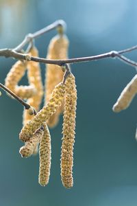 Preview wallpaper inflorescence, branch, macro, spring