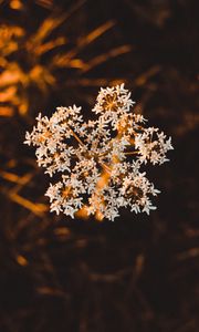 Preview wallpaper inflorescence, flower, white, macro, plant