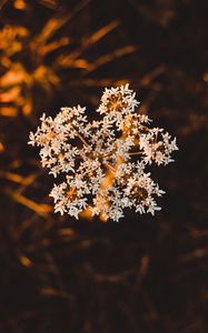 Preview wallpaper inflorescence, flower, white, macro, plant