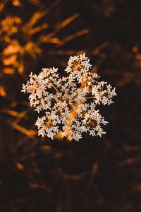 Preview wallpaper inflorescence, flower, white, macro, plant